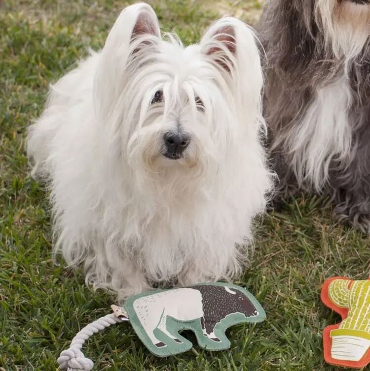 Speckle and Spot Buffalo Rope Toy
