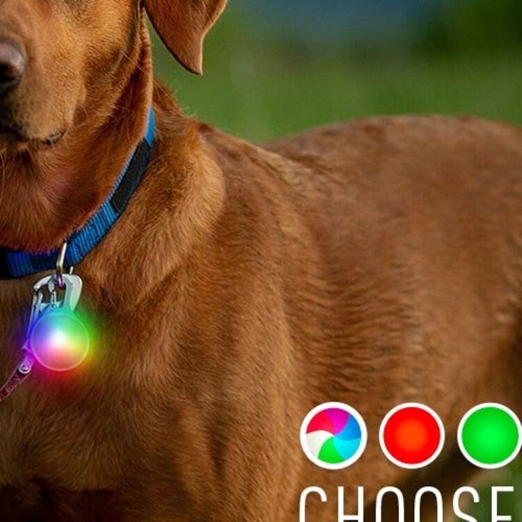Niteize Spotlit Disc-o Recharge collar light