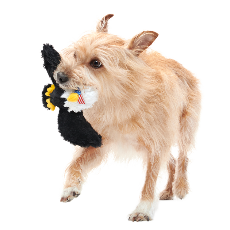 BARK Bark Bold Eagle