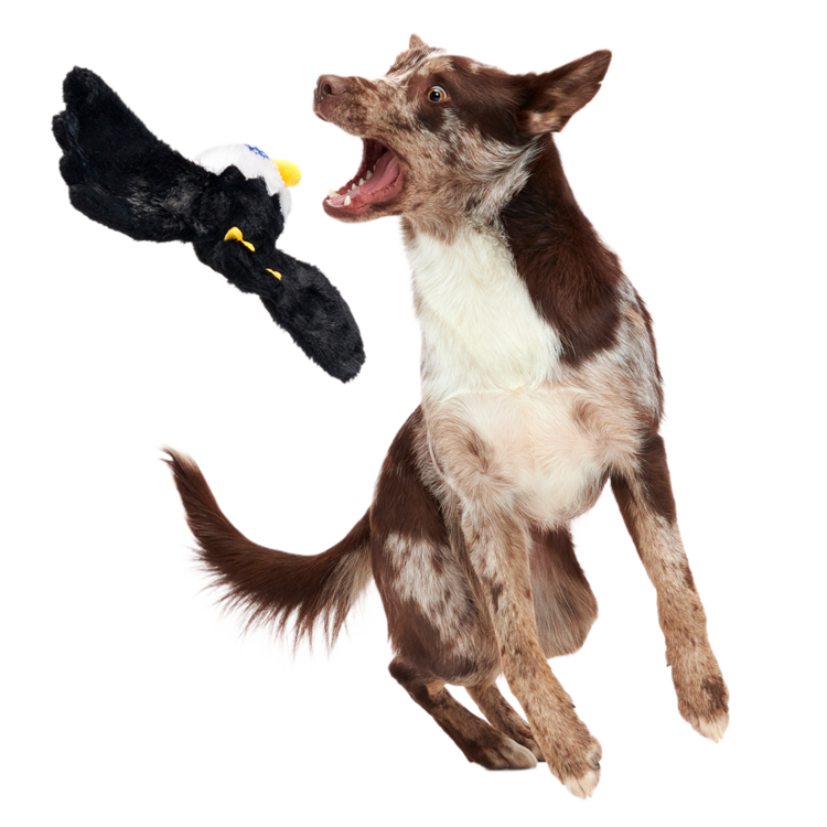 BARK Bark Bold Eagle