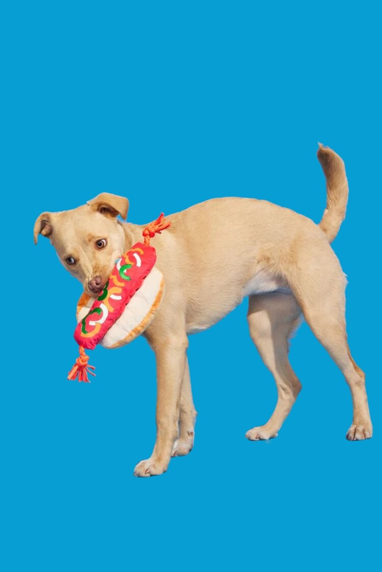 BARK Bark The Everything Dog