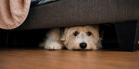 Help Your Pets Keep Their Cool!