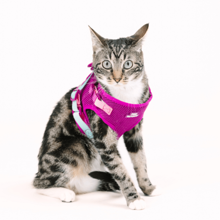 Pink Papyrus Cat Harness