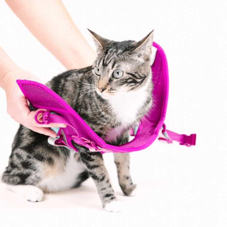 Pink Papyrus Cat Harness
