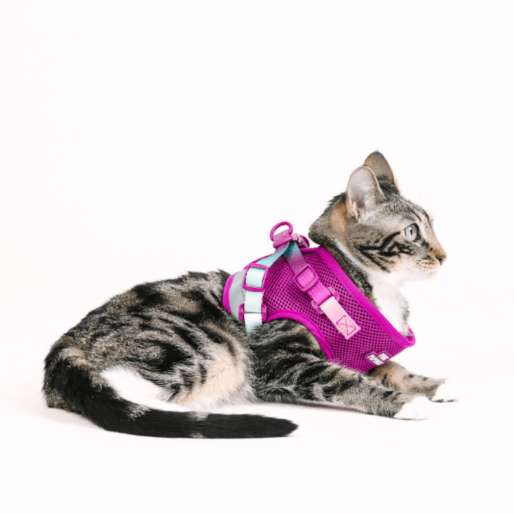 Pink Papyrus Cat Harness