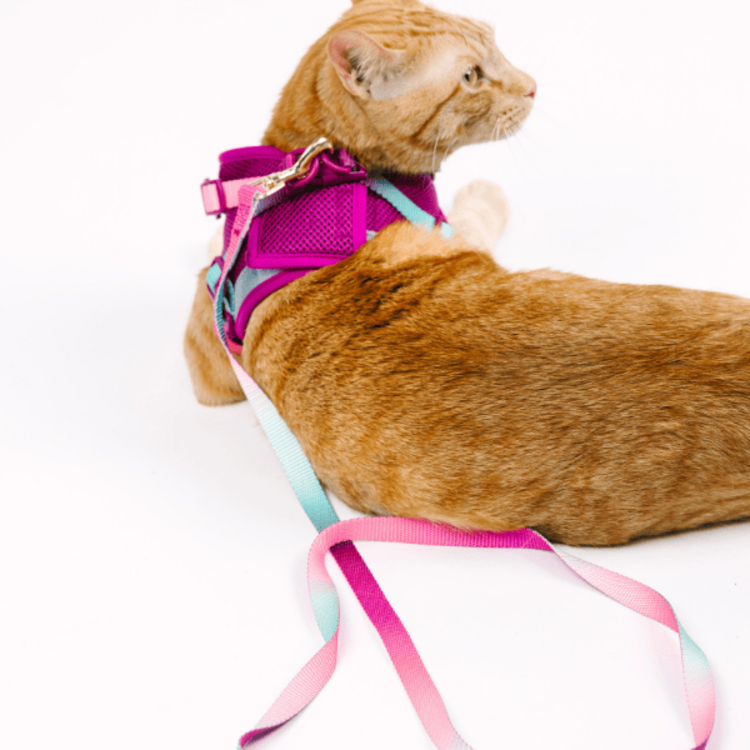 Pink Papyrus Cat Harness