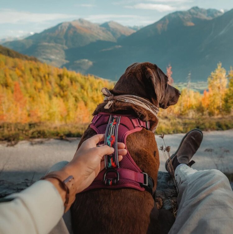 Wilderdog Wilderdog Harness