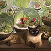 1000 - Terrarium Cat