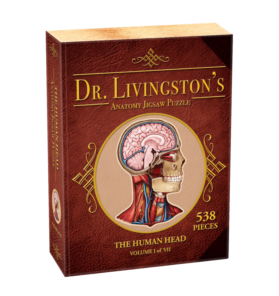 Anatomy jigsaw puzzles