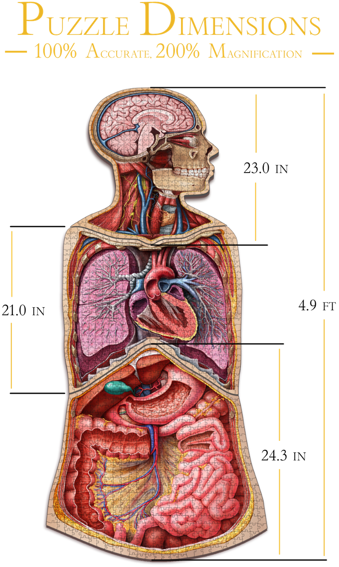 500 - Dr. Livingston's Anatomy Jigsaw Puzzles: Volume II - The Human Thorax
