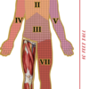900 - Dr. Livingston's Anatomy Jigsaw Puzzles Volume VI - Human Right Leg