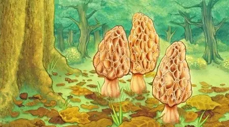 Cover art from the card game Morels
