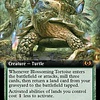 Blossoming Tortoise