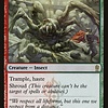 Giant Solifuge