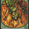 Insect Token (M10)