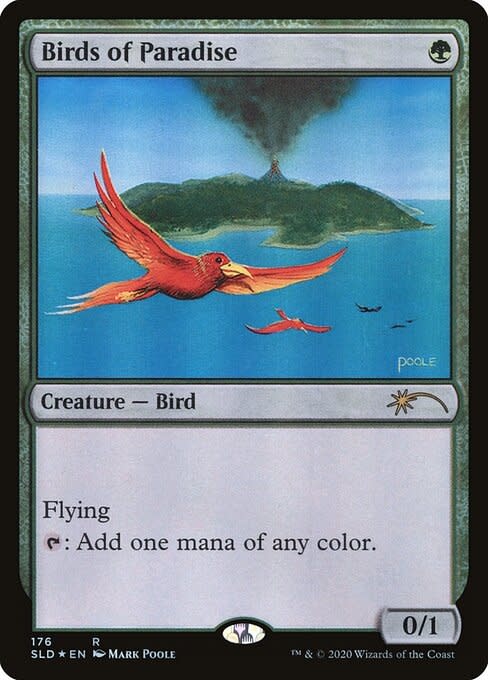 Birds of Paradise