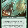 Intrepid Tenderfoot - Foil