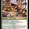 Phytohydra - Foil