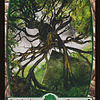 Forest (249) - Full Art