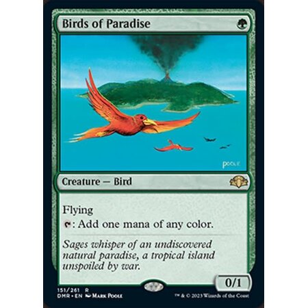 Birds of Paradise