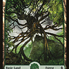 Forest (273) - Full Art