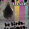 Pigeon's Eleven