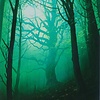 Forest (216) - Full Art