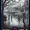 Swamp (272) - Full Art - Foil