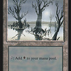 Snow-Covered Swamp
