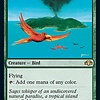 Birds of Paradise