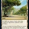 Exotic Orchard