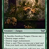 Insidious Fungus