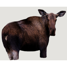 Montana  Moose Ii  Cow Moose Decoy