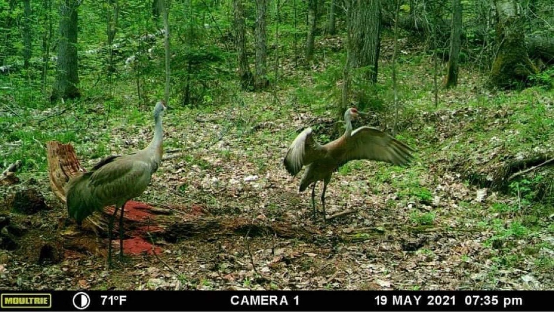 Sandhill Cranes Game Camera