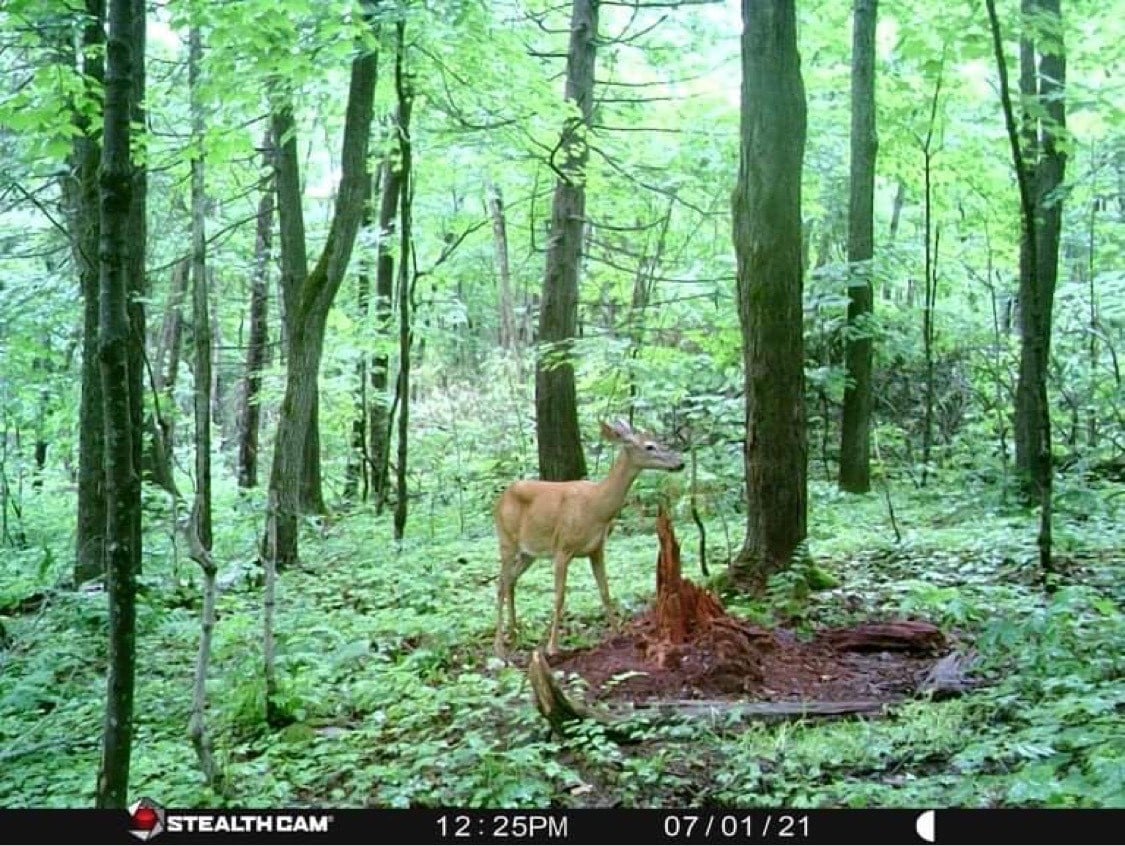 Baby Deer on Camera