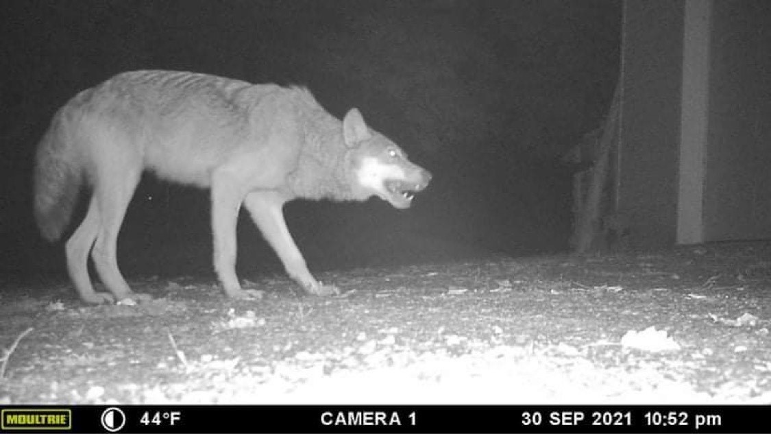 Wolf Game Camera