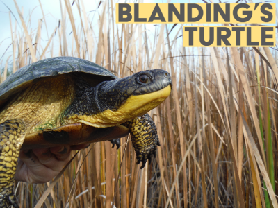 Blanding's Turtle