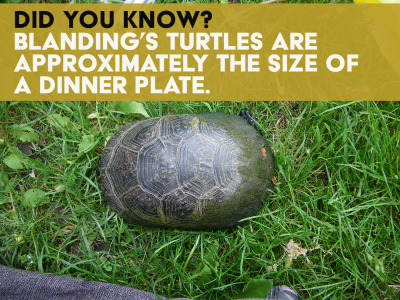 Blanding's Turtle Facts 