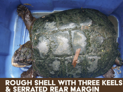 Reeve's Three Keeled Pond Turtle Shell, SB537 – Black Moth