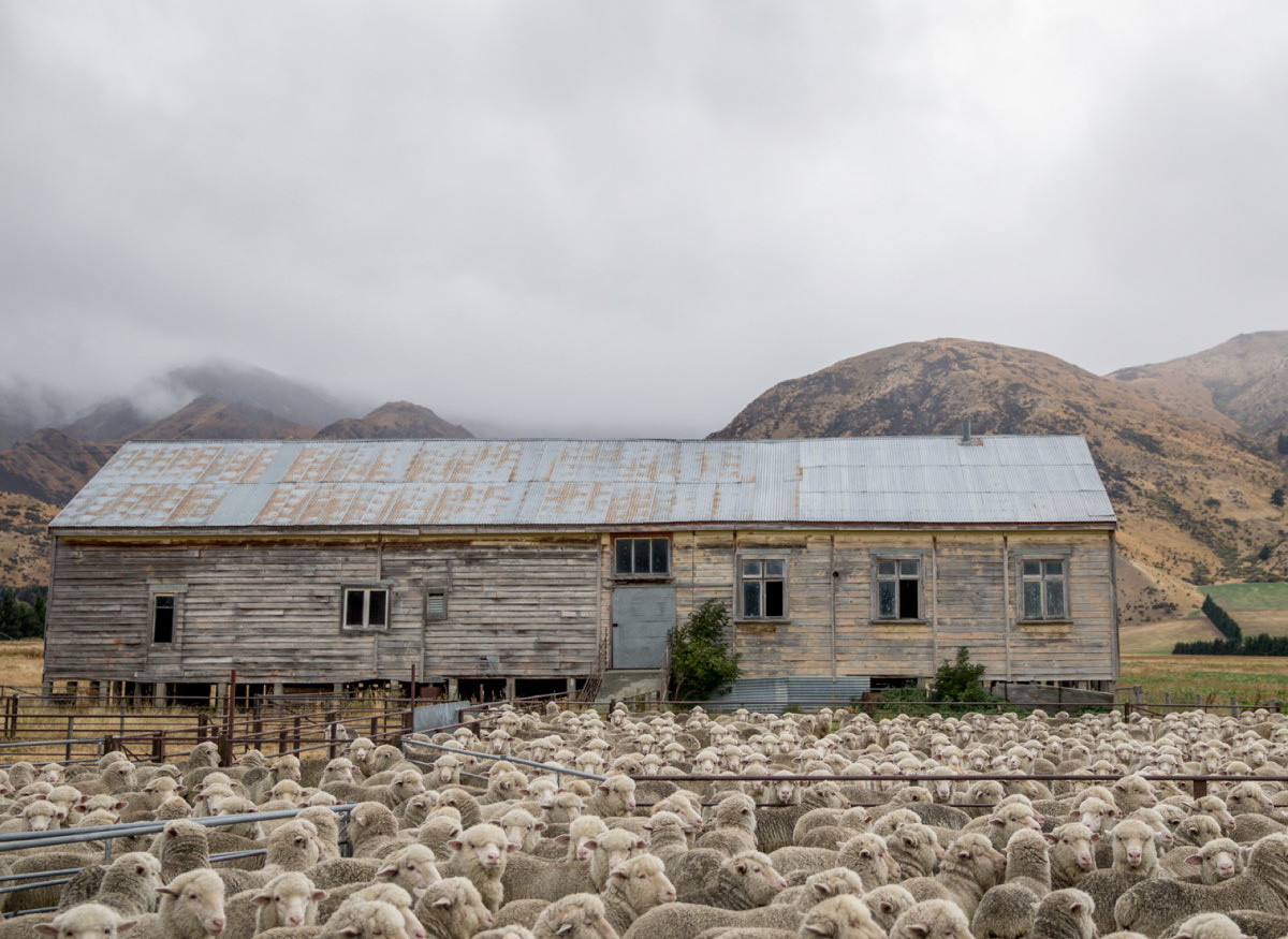 Merino Wool as Renewable Resource