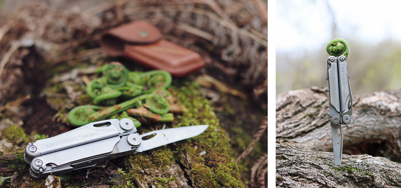 Foraging Fiddleheads