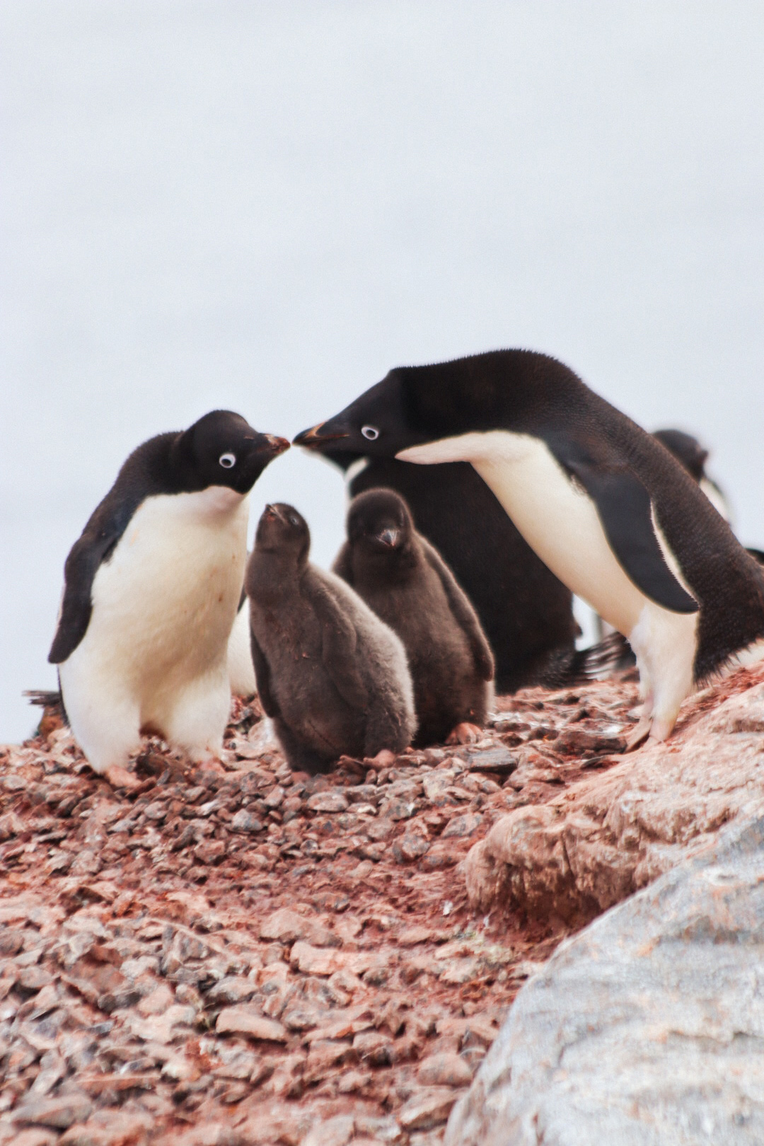 Antarctica - Baby Penguins