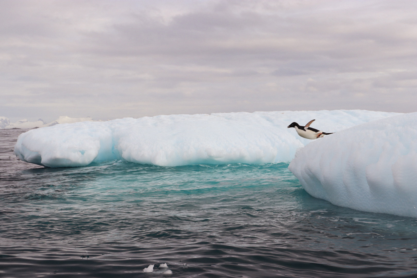 Antarctica - Penguin Belly Flop