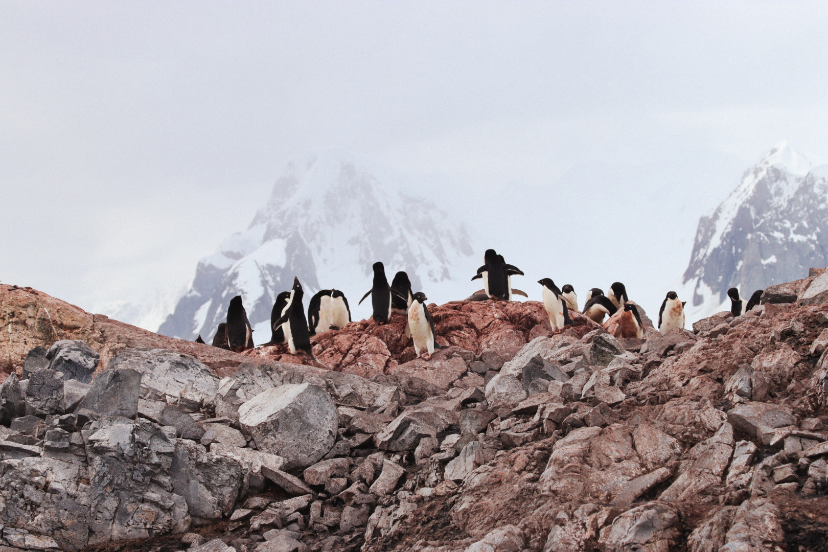 Antarctica - Adelie Penguins