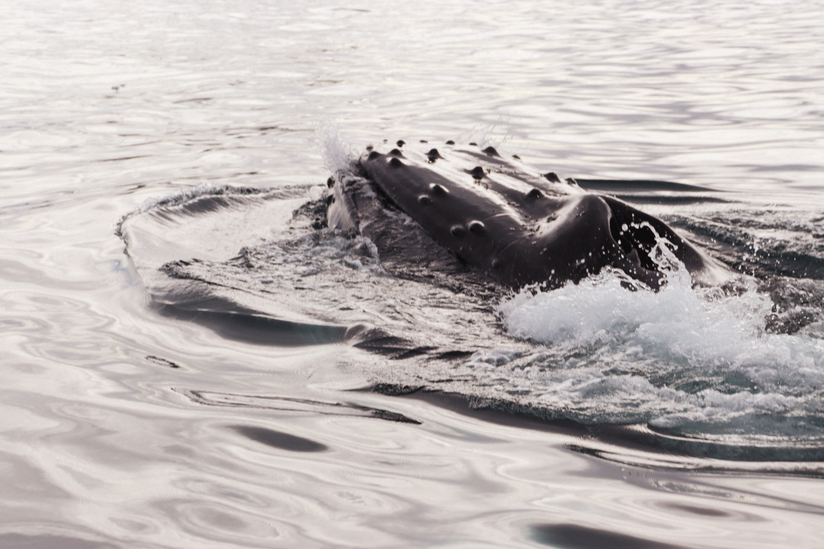 Antarctica - Humpback breach