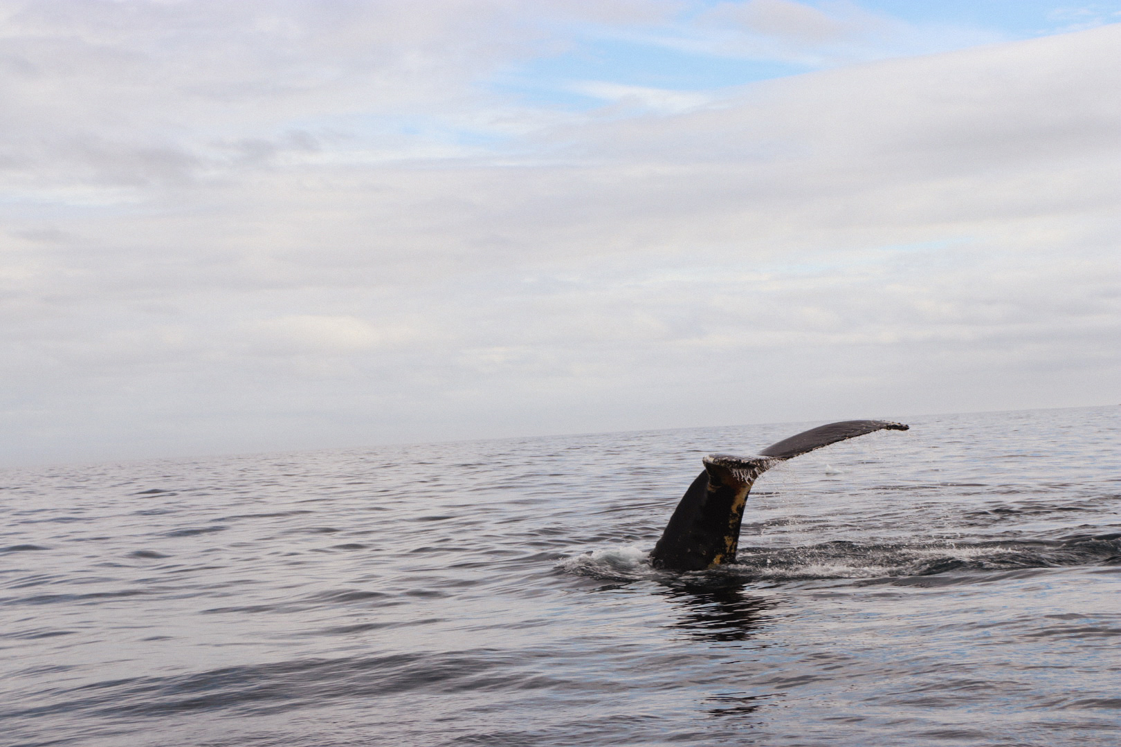 Antarctica - Humpback Tail Wave