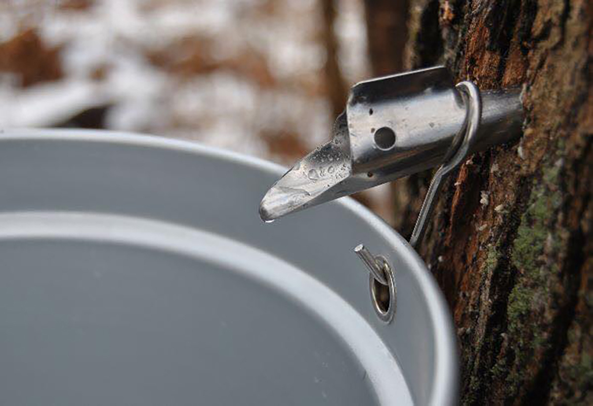 Tapping maple trees