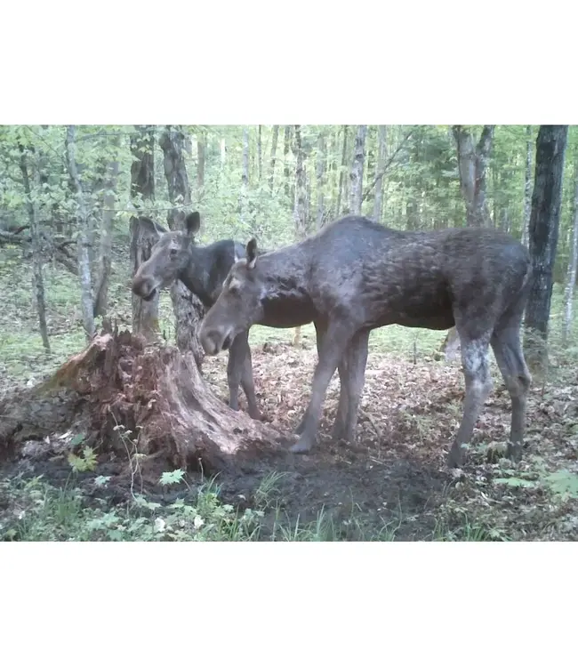 Rack Stacker Heavy Weight Mineral 20lb