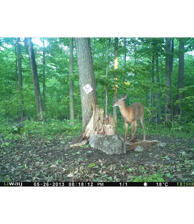 Rack Stacker Blaze Mineral Attractant 20 lbs