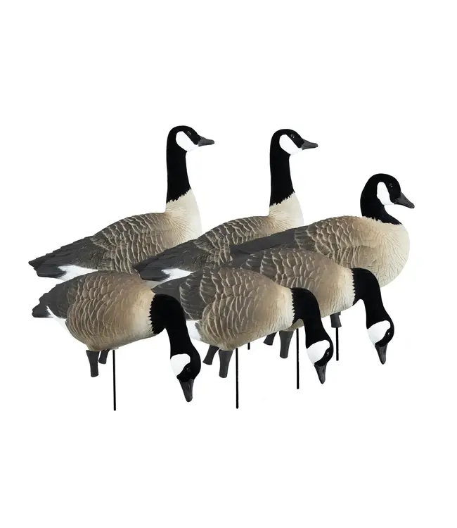 Higdon APEX Full-Size Full-Body-Canada Decoy - 6 pk